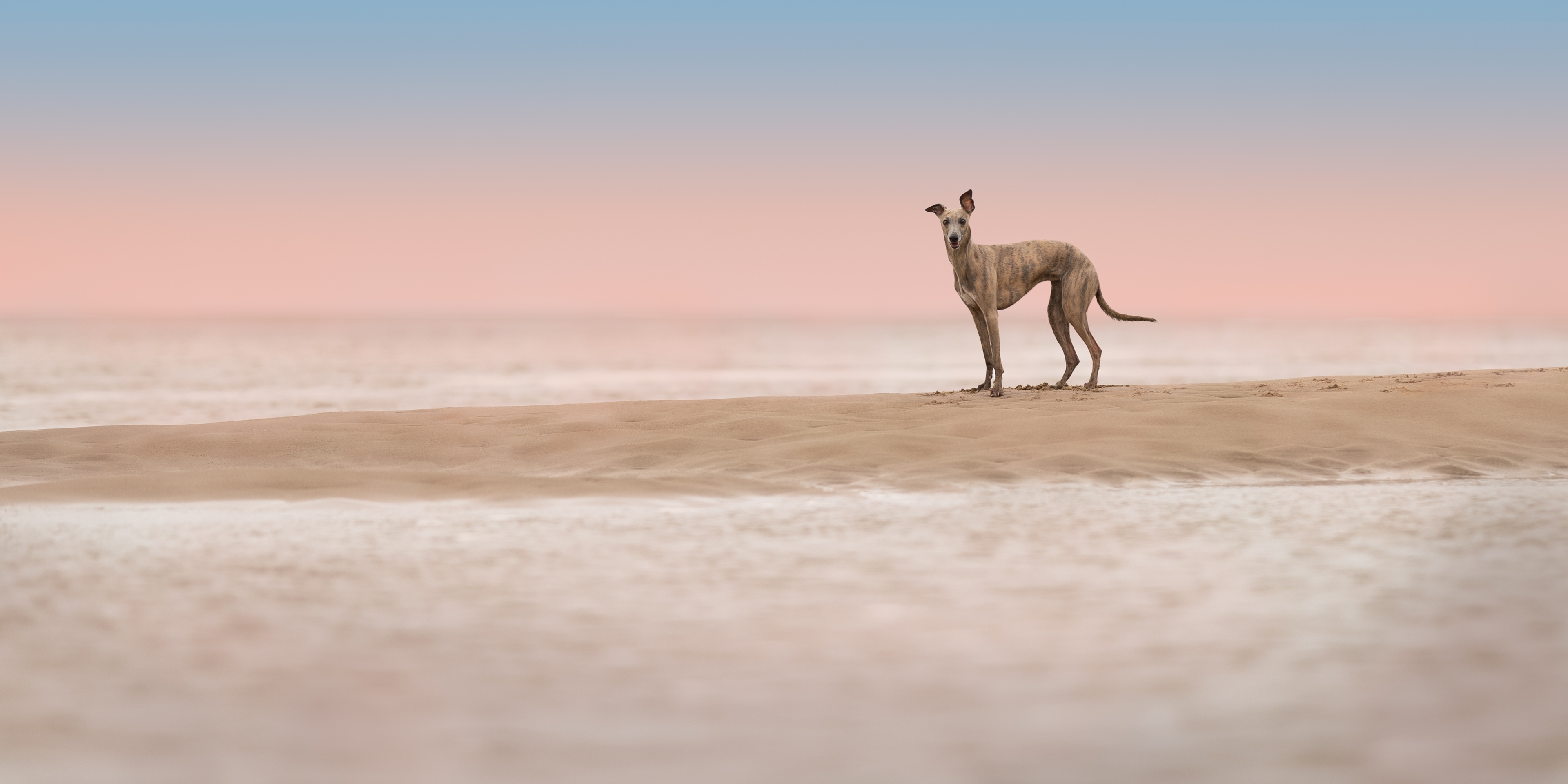 Award Winning Photograph of a Visla Dog