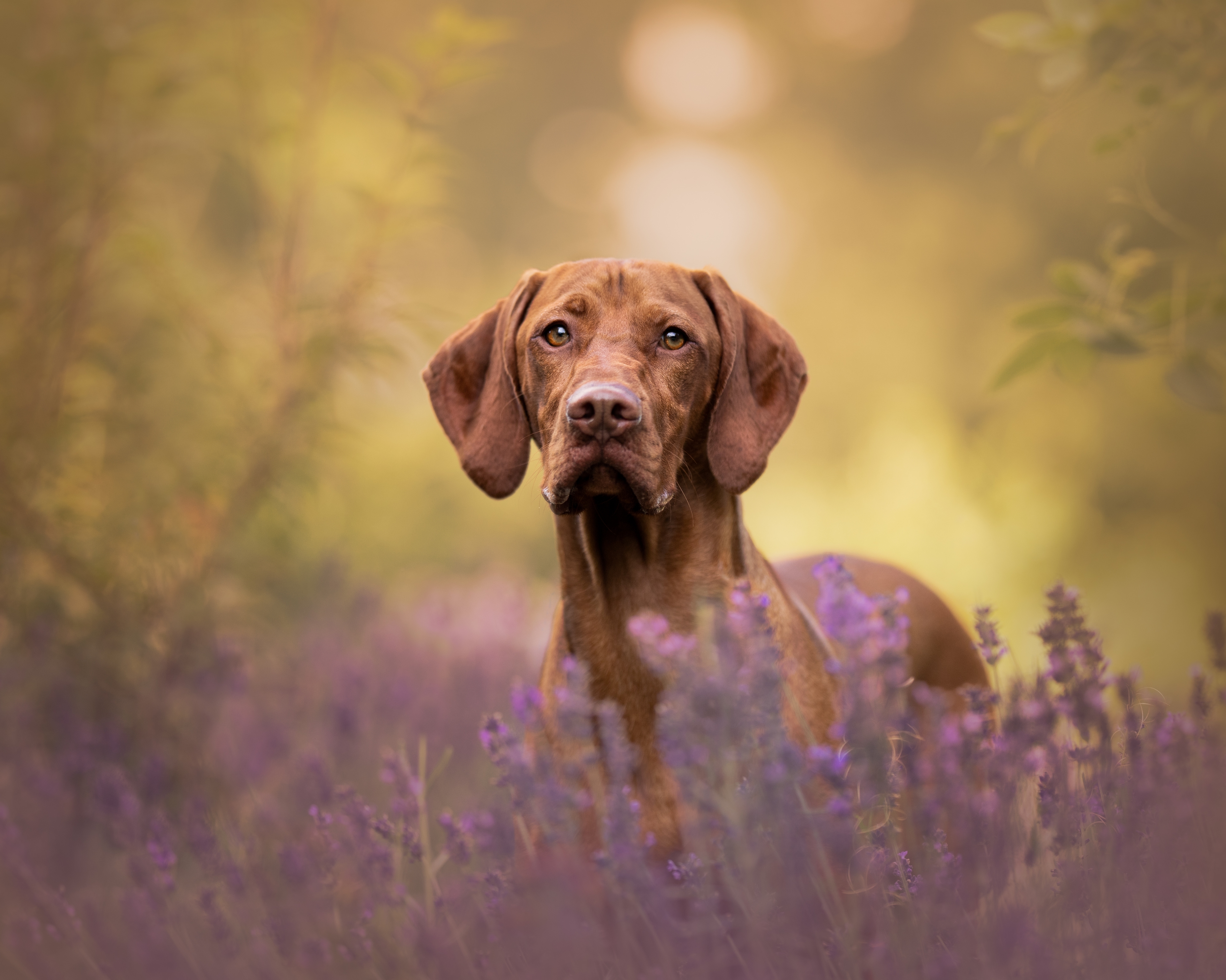 Award Winning Photograph of a Visla Dog