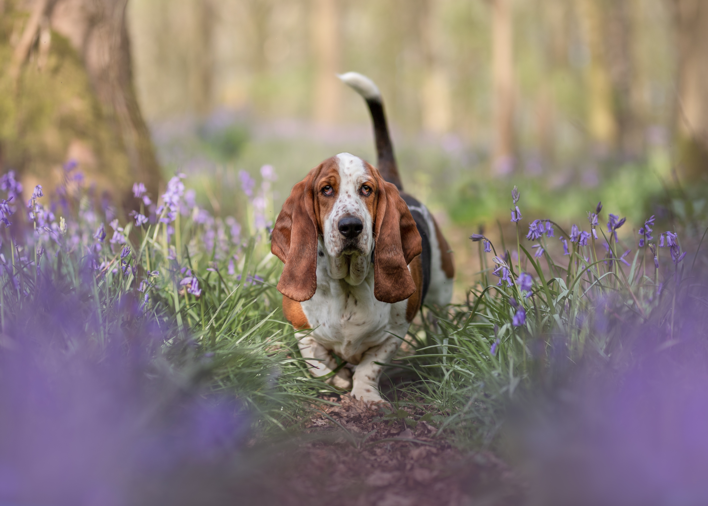 Award Winning Photograph of a Visla Dog