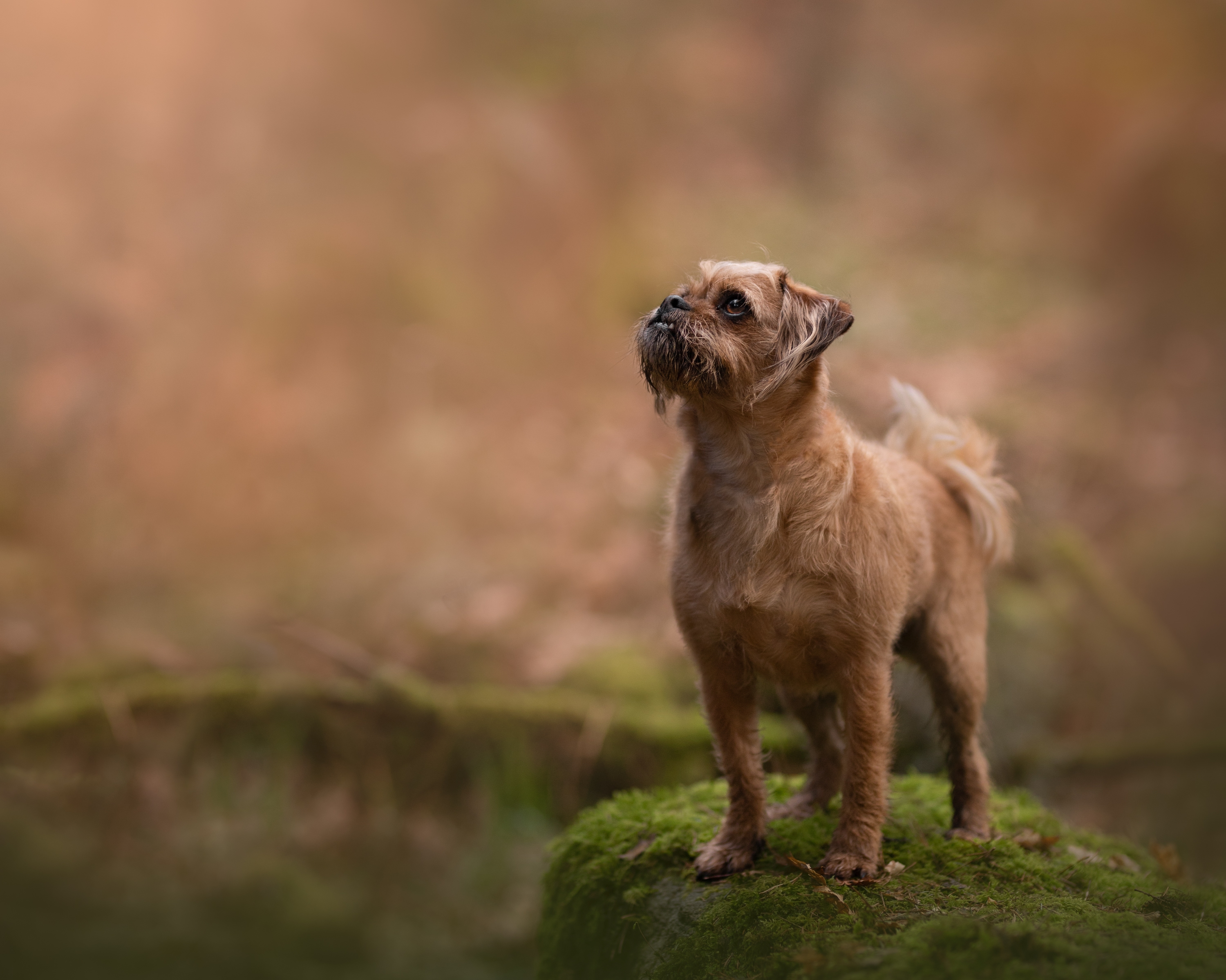 Award Winning Photograph of a Visla Dog