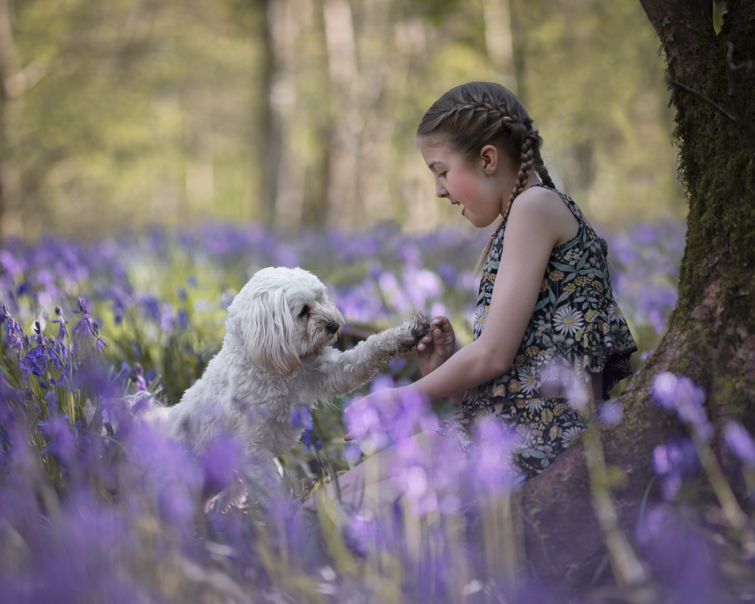 Award Winning Photograph of a Visla Dog